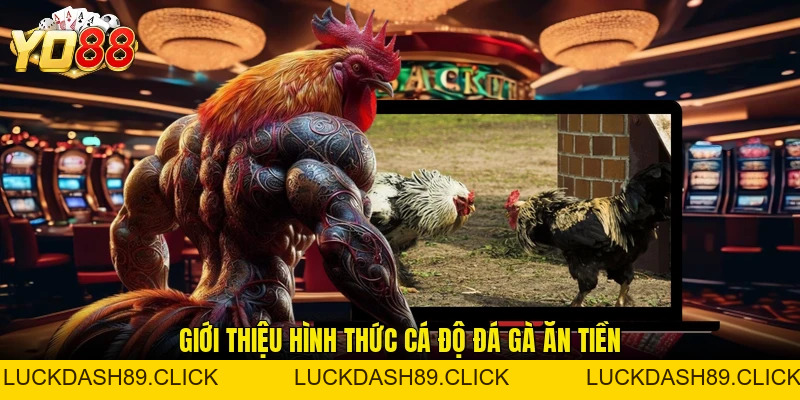 Cá Độ Đá Gà Ăn Tiền - Hình Thức Giải Trí Được Quan Tâm - Luckdash89